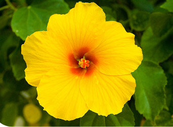 Yellow hibiscus flower